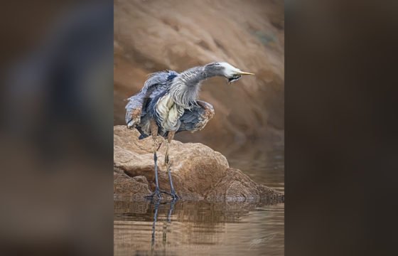Today’s Photo from Ted Grussing Photography: Feathery Sillyness grussing 20211209a