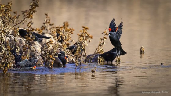 Today’s Photo from Ted Grussing Photography: The Morning Routine grussing 20211214a