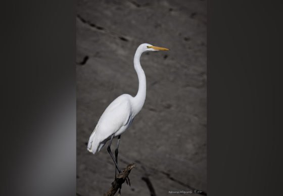 Today’s Photo from Ted Grussing Photography: A Lot Going On … In Its Own Time grussing 20211220a