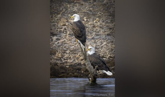 Today’s Photo from Ted Grussing Photography: Hits and Misses grussing 20211222a