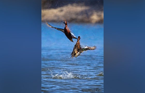 Today’s Photo from Ted Grussing Photography: Winging It grussing 20211230a