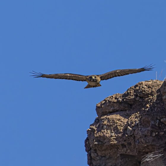 Today’s Photo from Ted Grussing Photography: A Great Day … If You Like Red Tail Hawks grussing 20220107a