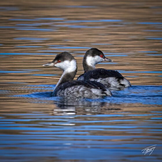 Today’s Photo from Ted Grussing Photography: On a January Morning grussing 20220110a