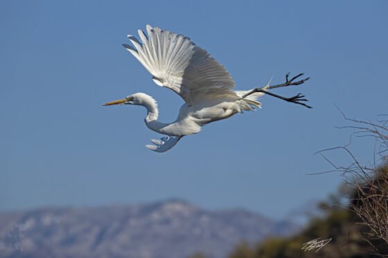 Today’s Photo from Ted Grussing Photography: It’s Optional grussing 20220111a