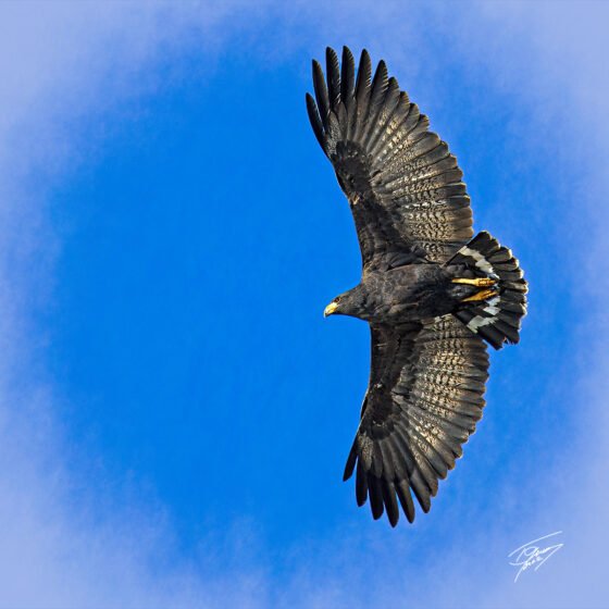 Today’s Photo from Ted Grussing Photography: Raptor Rapture grussing 20220127a