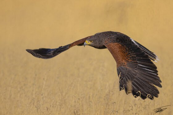 Today’s Photo from Ted Grussing Photography: In Search Of … food … safe space grussing 20220131a