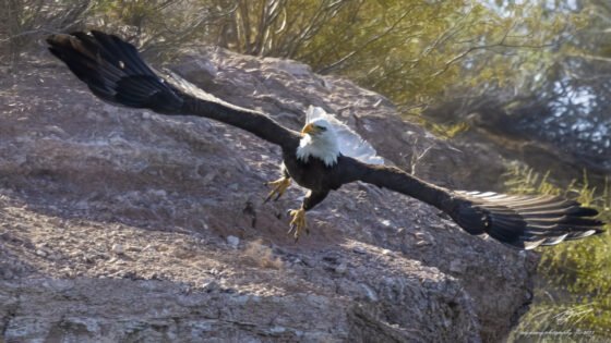 Today’s Photo from Ted Grussing Photography: The Hitchhiker and a Flyby grussing 20220209a