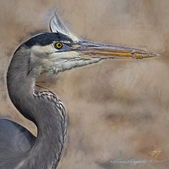 Today’s Photo from Ted Grussing Photography: Pose and Go grussing 20220210a