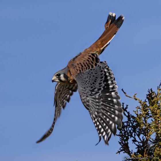 Today’s Photo from Ted Grussing Photography: Everybody’s Buddy, Finley grussing 20220217a