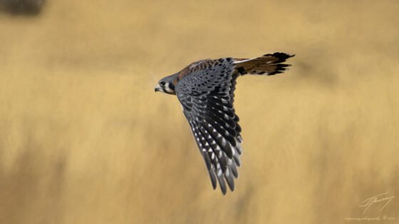 Today’s Photo from Ted Grussing Photography: Finley is Now on His Final Glide grussing 20220228a