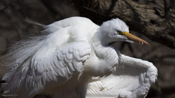 Today’s Photo from Ted Grussing Photography: Attitude and Vast Beauty grussing 20220308a