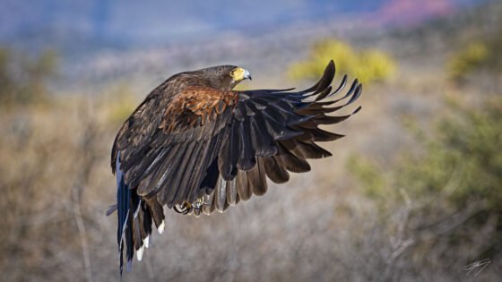 Today’s Photo from Ted Grussing Photography: Meet Leroy grussing 20220324a