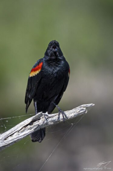 Today’s Photo from Ted Grussing Photography: Free Admission to Weekend Concerts grussing 20220421a