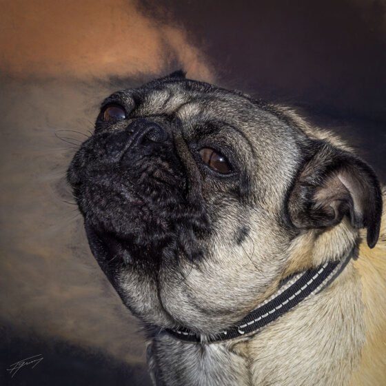 Today’s Photo from Ted Grussing Photography: On My Walk This Evening, I Met The Flirtatious One grussing 20220425a