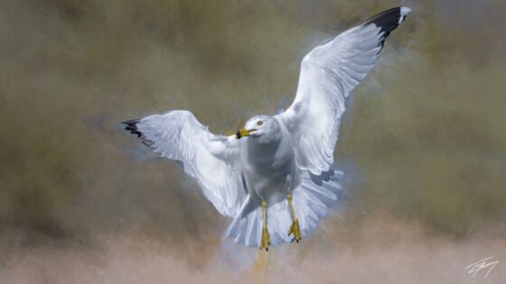 Today’s Photo from Ted Grussing Photography: The Majesty of Flight grussing 20220426a