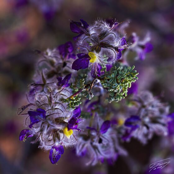 Today’s Photo from Ted Grussing Photography: The Tiny World grussing 20220428a