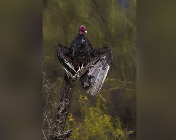 grussing 20220505a crop