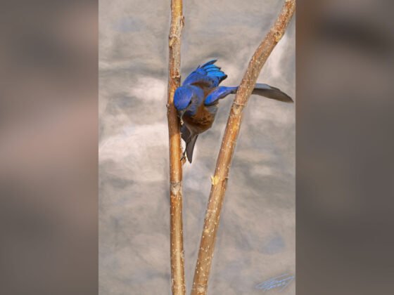 grussing 20220509a h