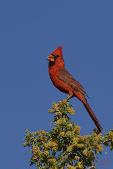 Today’s Photo from Ted Grussing Photography: My Day Was Filled With Beauty grussing 20220524a