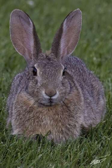 Today’s Photo From Ted Grussing Photography: Predators, Prey And Everything In Between As Seen From The Deck grussing 20220613a