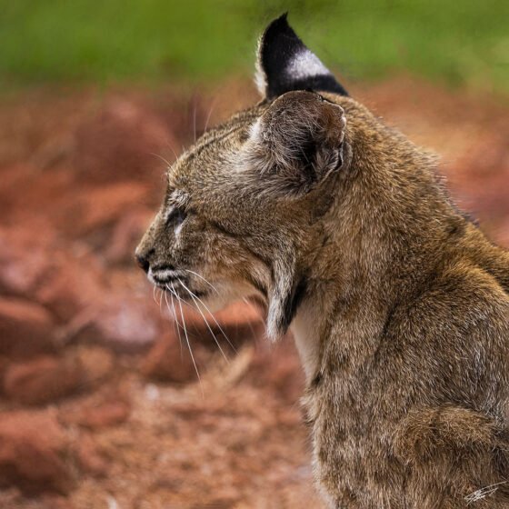 Today’s Photo From Ted Grussing Photography: A Rough Day grussing 20220704a