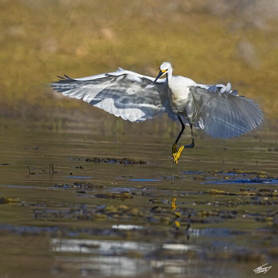 Today’s Photo From Ted Grussing Photography: Comings and Goings grussing 20220721a