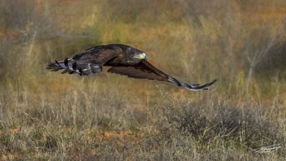 Today’s Photo From Ted Grussing Photography: When You Are Serious About Eating grussing 20220726a