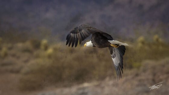 Today’s Photo From Ted Grussing Photography: A Special Beauty While They Are In Flight grussing 20220728a