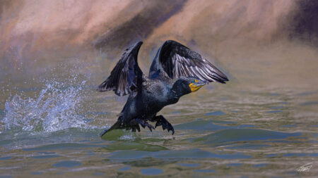 Today’s Photo From Ted Grussing Photography: Going and Coming
