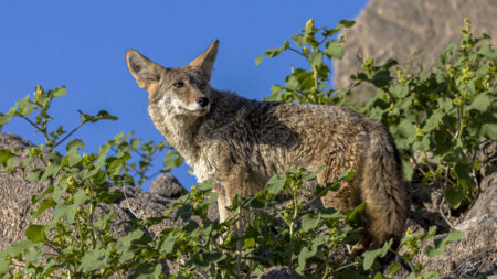 Today’s Photo From Ted Grussing Photography: Hunter - Fisher - Survivor