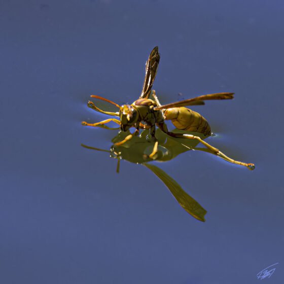 Today’s Photo From Ted Grussing Photography: Trophallaxis grussing 20221011a