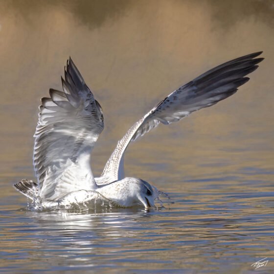 Today’s Photo From Ted Grussing Photography: A Mini Frenzy grussing 20221024a