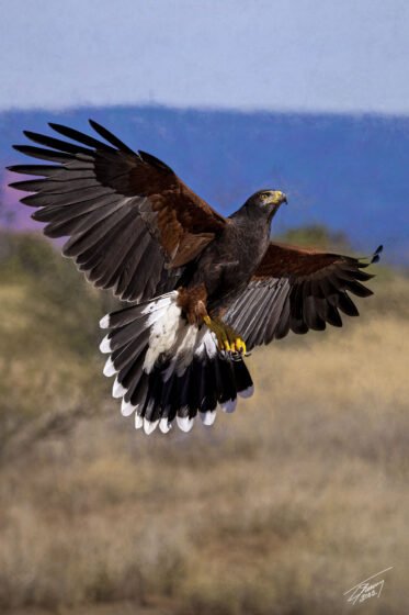 Today’s Photo From Ted Grussing Photography: Acquisition with Flare grussing 20221031a