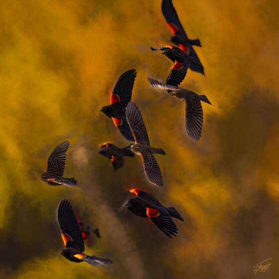 Today’s Photo From Ted Grussing Photography: Red Wings and Grackles grussing 20221102a