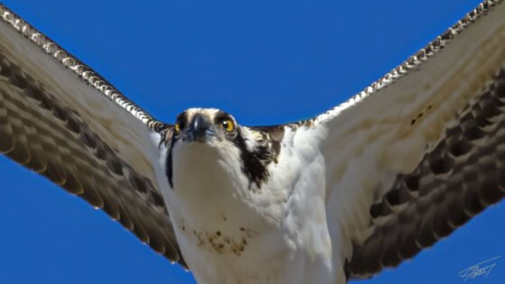 Sedona Birds in Flight Rule The Red Rock Skies grussing 20221107a