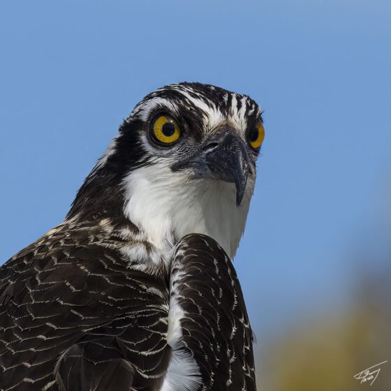 Today’s Photo From Ted Grussing Photography: Day of The Osprey grussing 20221108a