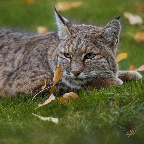 Today’s Photo From Ted Grussing Photography: Feline Delight grussing 20221115a