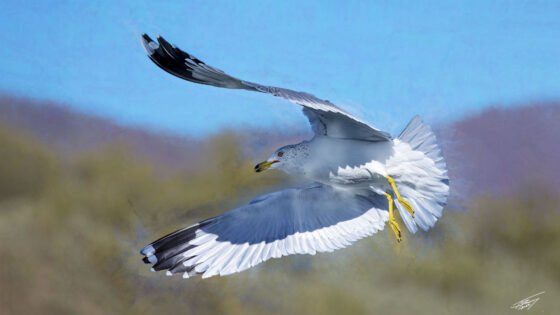 Today’s Photo from Ted Grussing Photography: Jonathan Livingston Seagull grussing 20221201a
