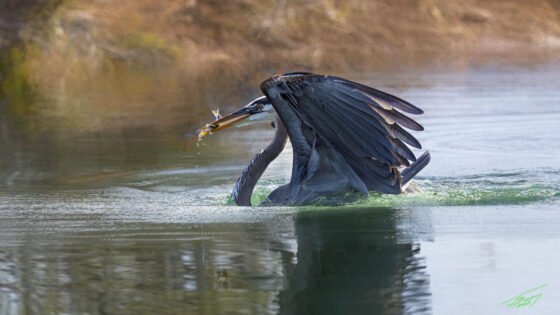 Today’s Photo from Ted Grussing Photography: Gottcha! grussing 2022120a