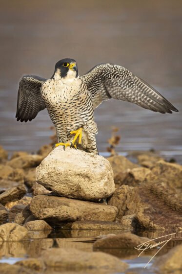 Today’s Photo from Ted Grussing Photography: Shot of a Lifetime x2 grussing 20221221a