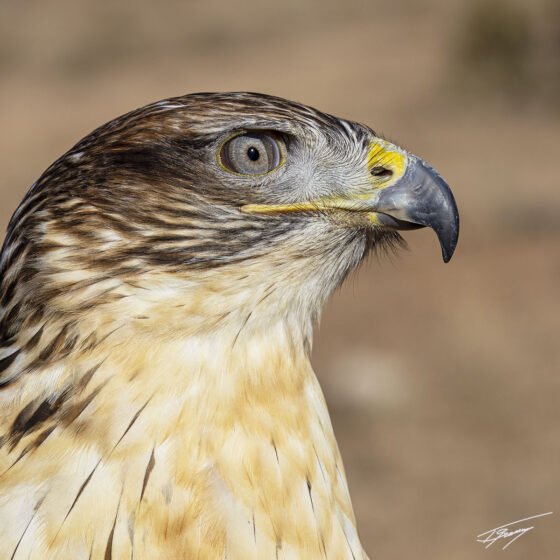 Today’s Photo from Ted Grussing Photography: A Day With Raptors grussing 20221222a