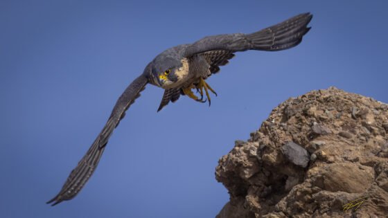 Today’s Photo from Ted Grussing Photography: I’m On It! grussing 20230117a