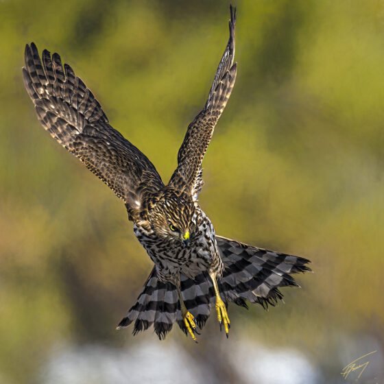 Today’s Photo from Ted Grussing Photography: Attack grussing 20230119a