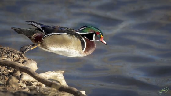 Today’s Photo from Ted Grussing Photography: A Leap of Faith, A Bottle of Coors and Dark Chocolate grussing 20230130a