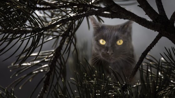 Today’s Photo from Ted Grussing Photography: Foggy Days grussing 20230209a