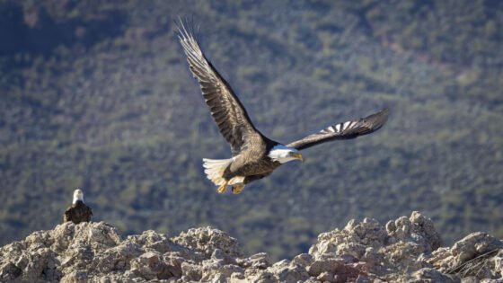 Today’s Photo from Ted Grussing Photography: More Predators grussing 20230307a