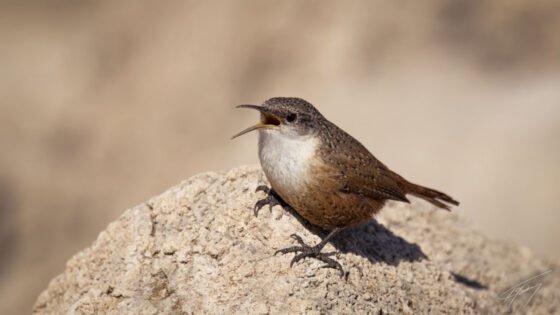 Today’s Photo from Ted Grussing Photography: The ABC’s grussing 20230314a