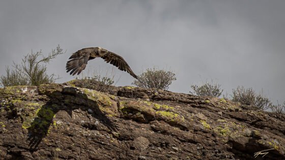 Today’s Photo from Ted Grussing Photography: … the shadow grussing 20230318a