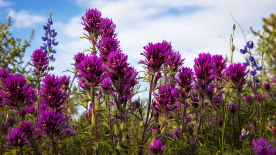 Today’s Photo from Ted Grussing Photography: Perspective grussing 20230327a