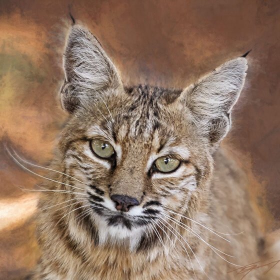 Today’s Photo from Ted Grussing Photography: Favorites II grussing 20230328a